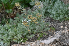 Artemisia scopulorum