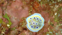 Goniobranchus geminus image
