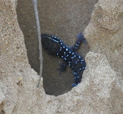 Hemidactylus triedrus