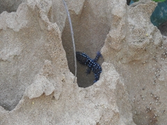 Hemidactylus triedrus