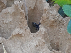 Hemidactylus triedrus