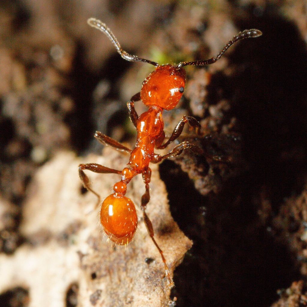 Striated Ant