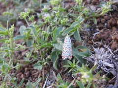 Utetheisa lotrix lotrix