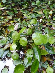Hydrocotyle vulgaris