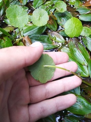 Hydrocotyle vulgaris