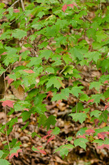Acer leucoderme