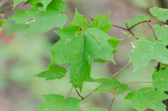 Acer leucoderme