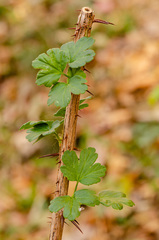 Ribes echinellum