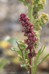 Rumex triangulivalvis