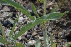 Rumex triangulivalvis