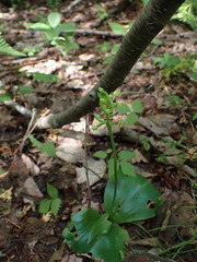 Platanthera orbiculata image