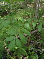 Fraxinus nigra image