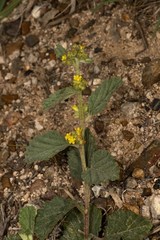 Magnoliopsida