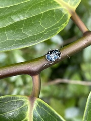 Murgantia violascens