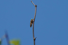 Cophinopoda chinensis