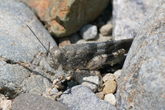 Eusphingonotus japonicus