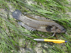 Acanthoclinus fuscus