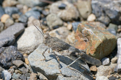 Eusphingonotus japonicus