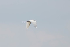 Ardea alba