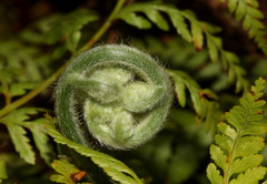 Calochlaena