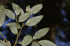 Cryptocarya nova-anglica