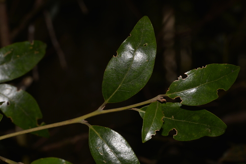 Cryptocarya nova-anglica observed 2021-07-24