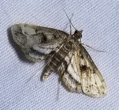 Parapoynx obscuralis