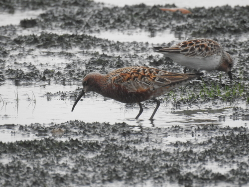 Calidris ferruginea