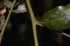 Cryptocarya nova-anglica