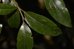 Cryptocarya nova-anglica