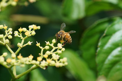 Apis mellifera