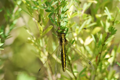 Ascalohybris subjacens