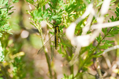 Ascalohybris subjacens