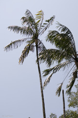 Pinanga insignis
