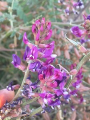 Astragalus fastidius