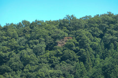 Platypus quercivorus