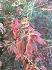 Astragalus fastidius