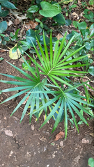 Calamus siphonospathus sublaevis