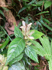 Hemigraphis cumingiana