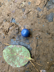 Elaeocarpus decipiens