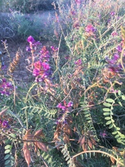 Astragalus fastidius