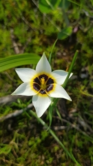 Romulea barkerae