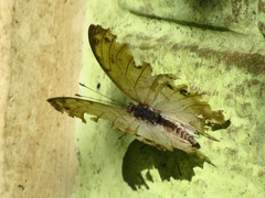 Protogoniomorpha parhassus