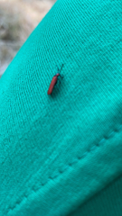 Dictyoptera aurora