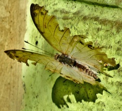Protogoniomorpha parhassus