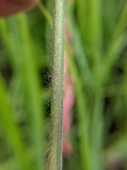 Dichanthelium mattamuskeetense