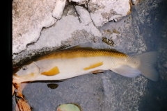 Catostomus macrocheilus