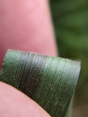Dichanthelium mattamuskeetense