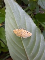 Notarcha