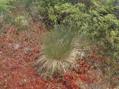 Trichophorum cespitosum image